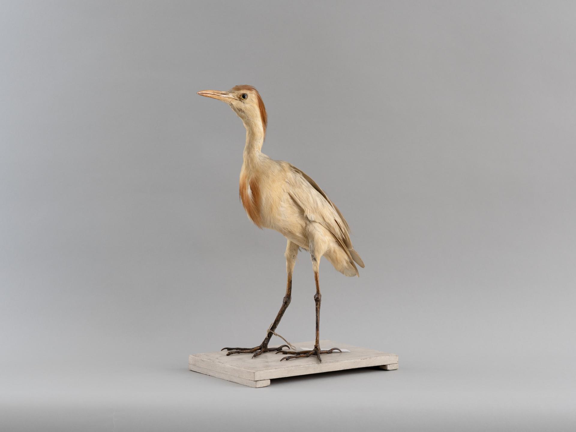 Bubulcus ibis